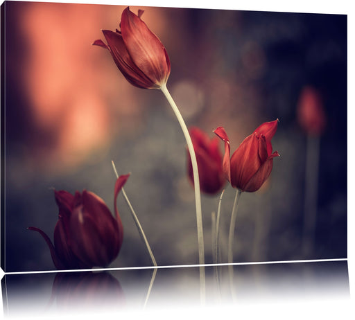 Tulpen im Abendlicht Leinwandbild