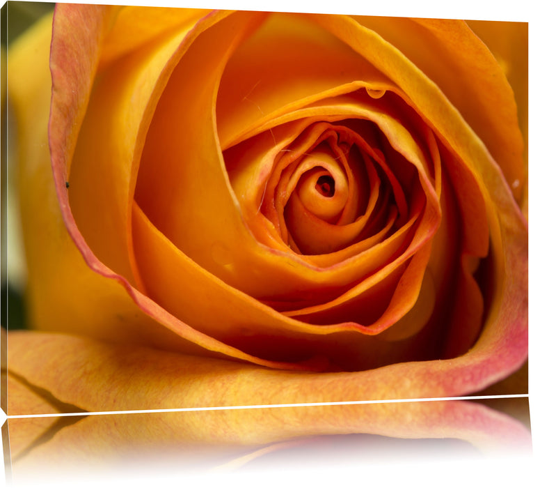 Anmutige gelbe geschlossene Rose Leinwandbild