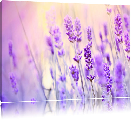 Lavendel im Retro Look Leinwandbild