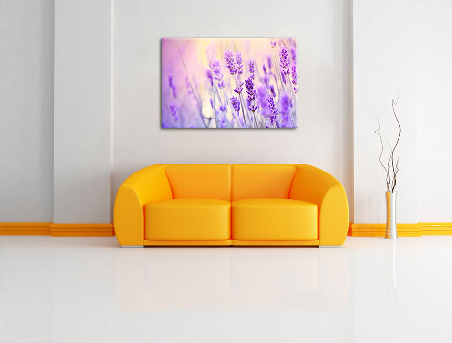 Lavendel im Retro Look Leinwandbild über Sofa