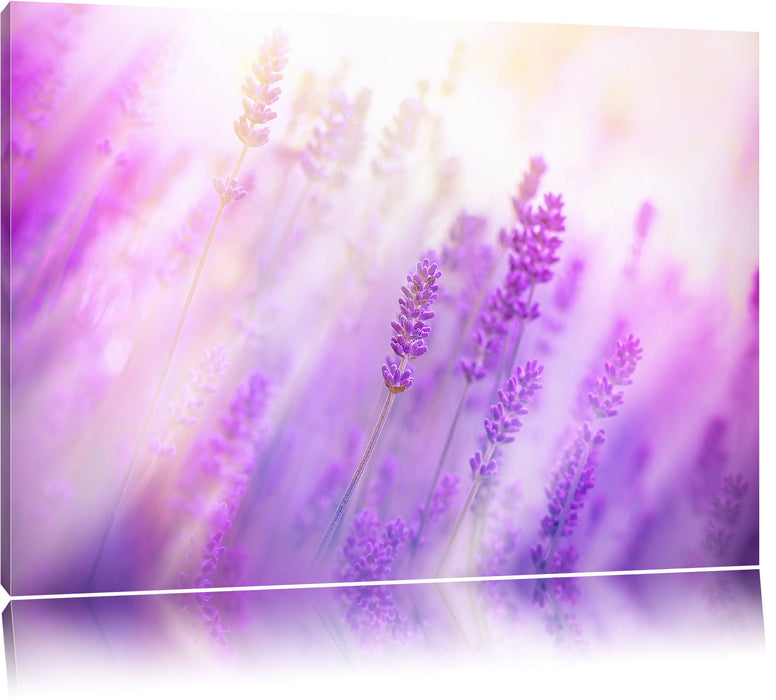 Schöner Lavendel im sanften Licht Leinwandbild