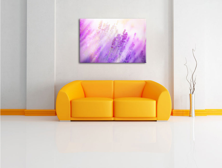 Schöner Lavendel im sanften Licht Leinwandbild über Sofa