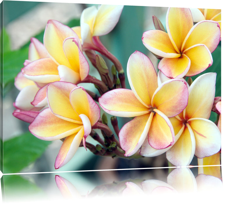 Monoi Blüten auf Hawaii Leinwandbild