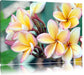 Monoi Blüten auf Hawaii Leinwandbild