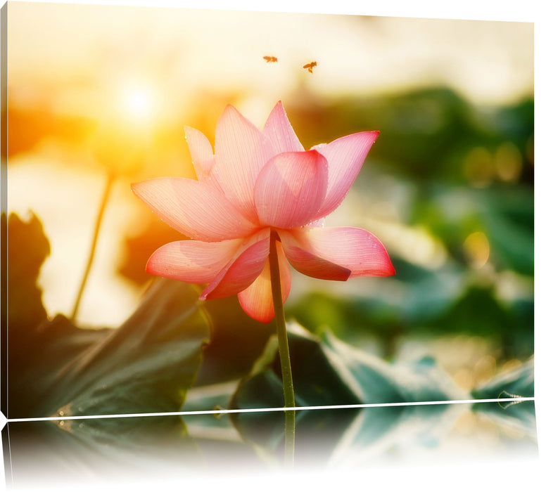 Pixxprint Lotus im Abendlicht, Leinwandbild