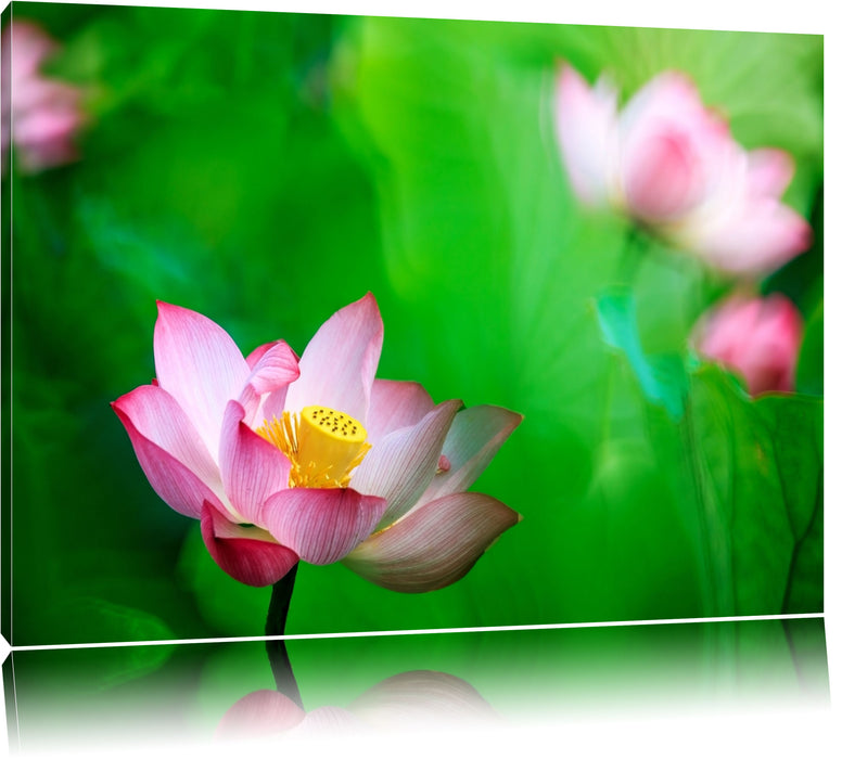 Pixxprint Wunderschöne Lotusblüten, Leinwandbild