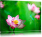 Wunderschöne Lotusblüten Leinwandbild