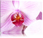 Prächtige Rosa Orchidee Leinwandbild