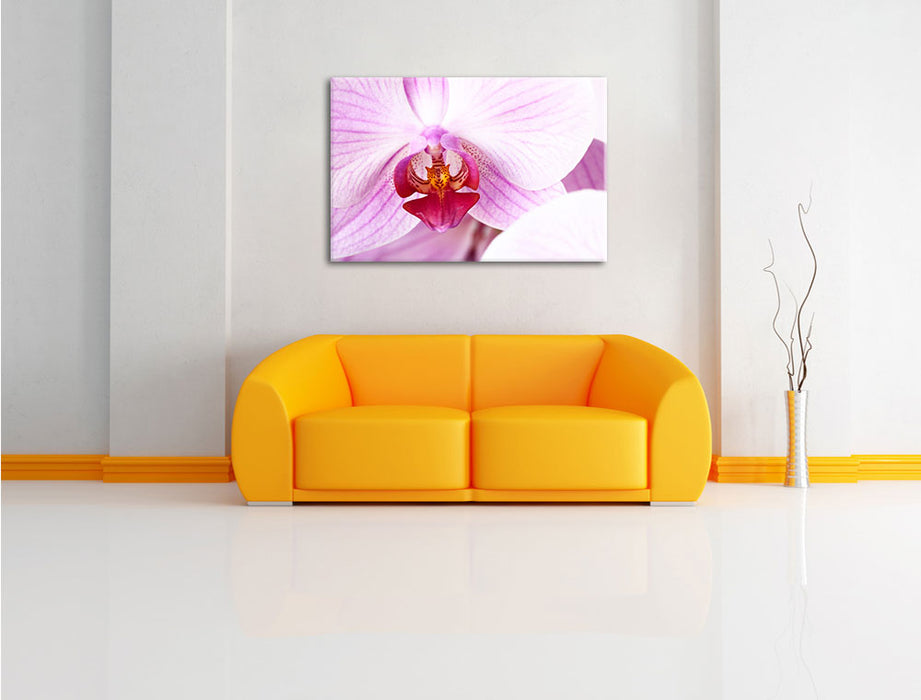 Prächtige Rosa Orchidee Leinwandbild über Sofa