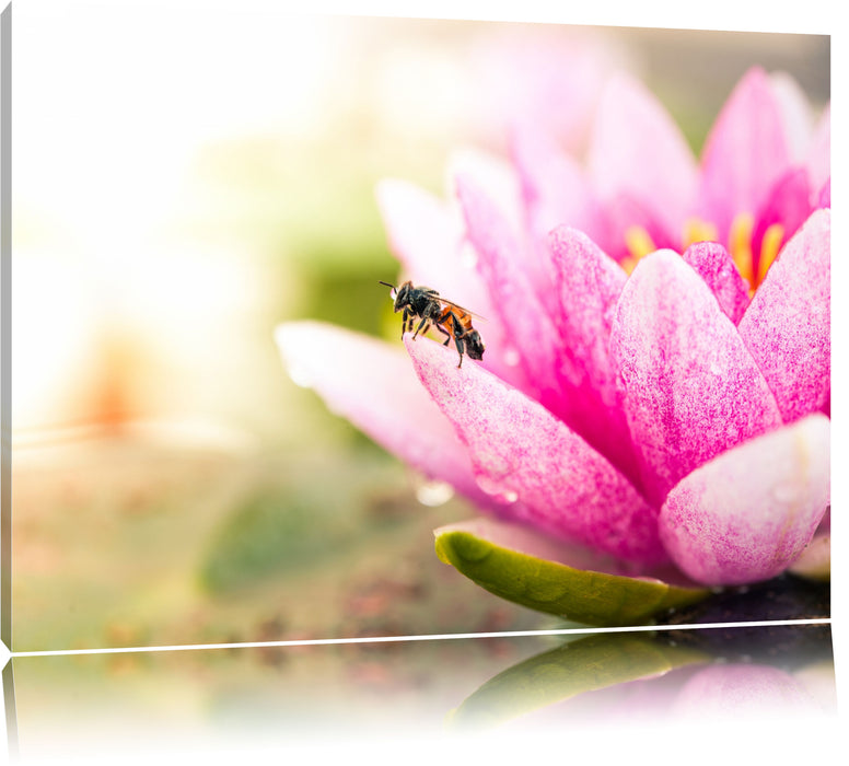 Winziges Biene auf Seerosenblüte Leinwandbild