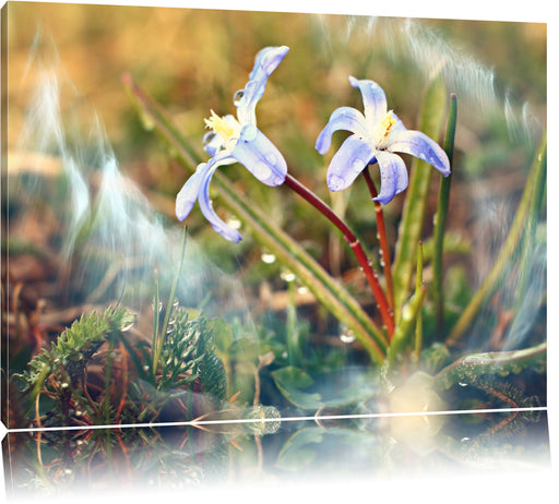 Kleine Lila Waldblume Leinwandbild