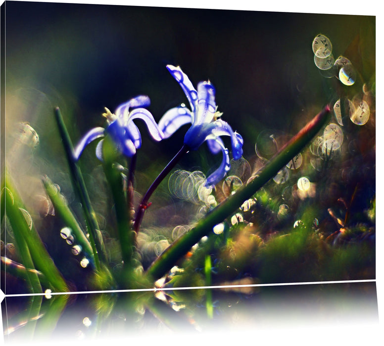 Pixxprint Wiesenblumen Morgen, Leinwandbild