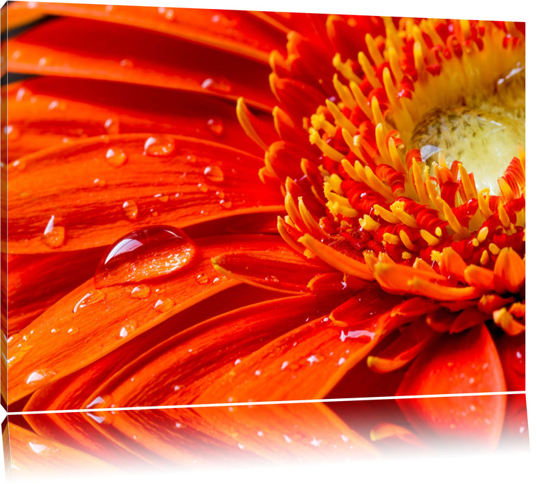 Pixxprint Gerbera mit Wassertropfen, Leinwandbild