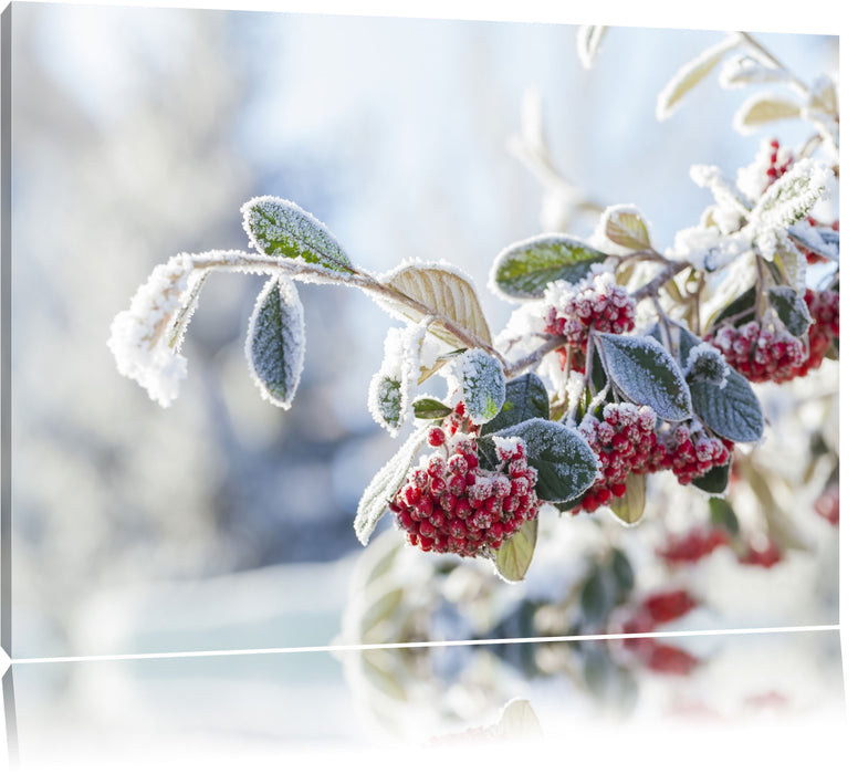 Pixxprint Vogelbeeren im Winter, Leinwandbild