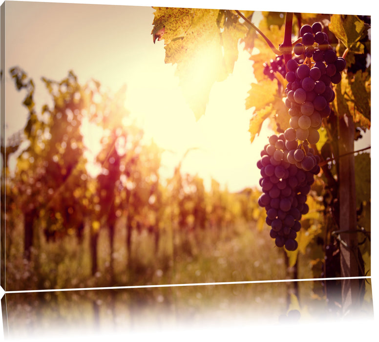Pixxprint Weinberg im Abendlicht, Leinwandbild
