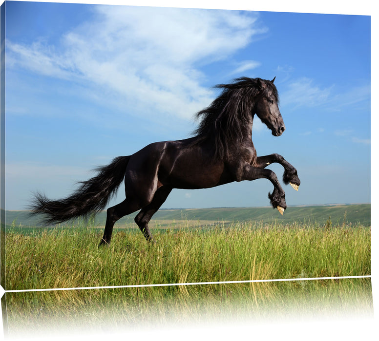 Pixxprint Schwarzer Hengst auf grünen Wiese, Leinwandbild