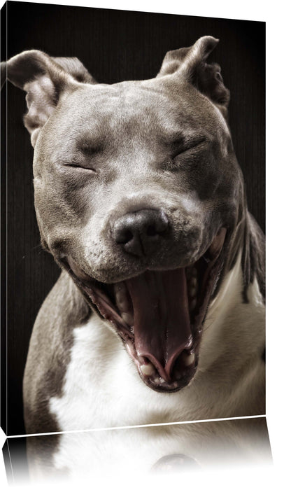 Pixxprint Lachender Pitbull, Leinwandbild