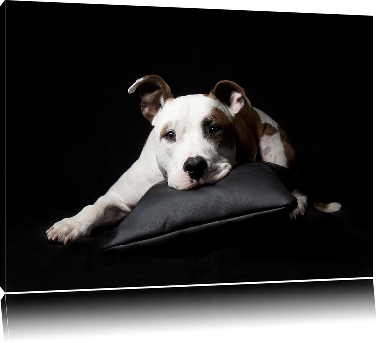 Pixxprint Dark Süßer American Staffordshire, Leinwandbild