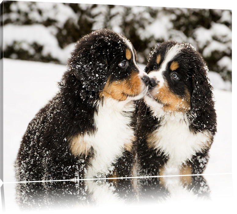 Pixxprint Bernersennen Hunde Welpen, Leinwandbild