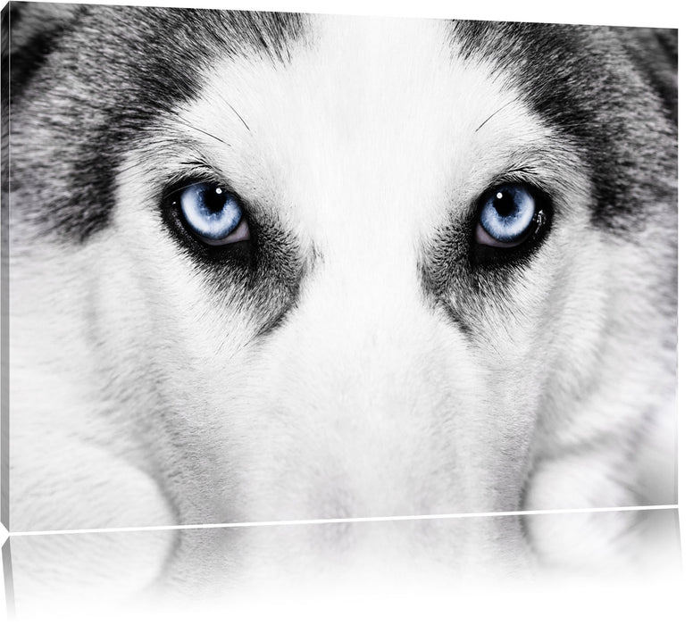 Pixxprint Husky mit Eisblauen Augen, Leinwandbild