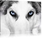 Husky mit Eisblauen Augen Leinwandbild