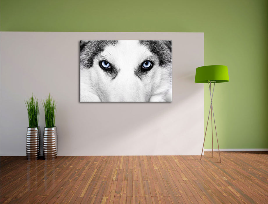 Husky mit Eisblauen Augen Leinwandbild im Flur
