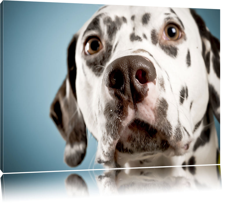 Pixxprint Süßer Dalmatiner, Leinwandbild