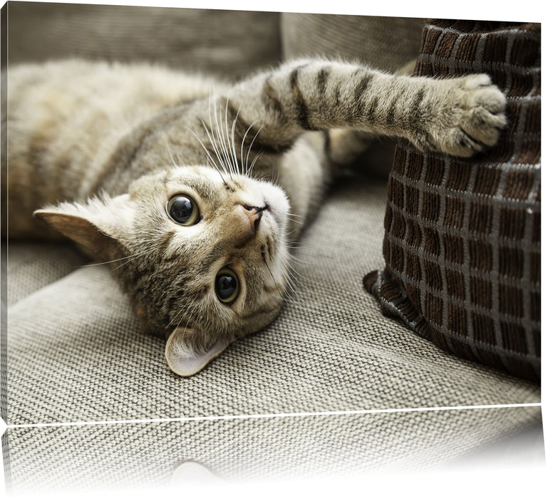 Pixxprint Süßes Käzchen spielt, Leinwandbild