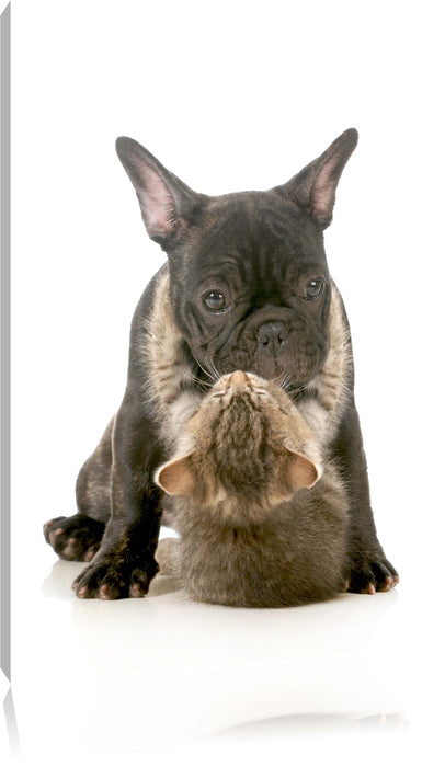 Pixxprint Katze und Mobs Freunde fürs Leben, Leinwandbild