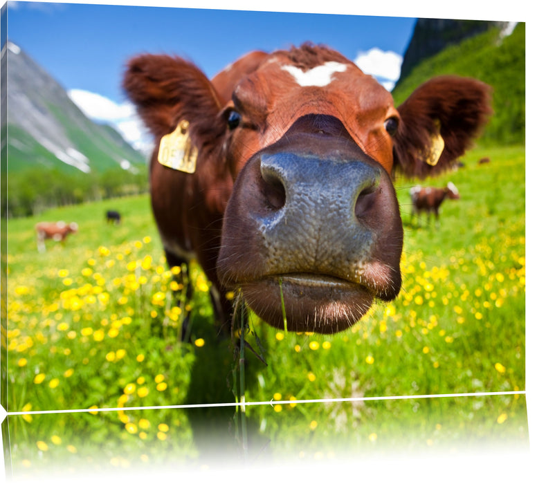 Pixxprint Alpen Kuh auf Bergwiese, Leinwandbild