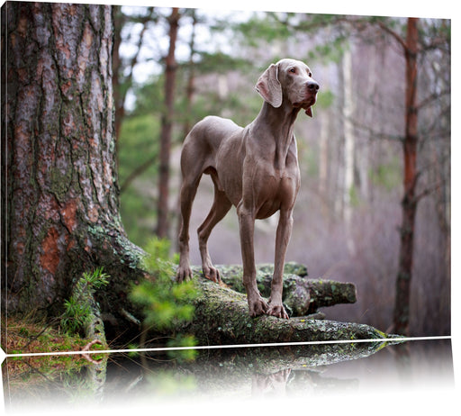 Edler Weimaraner im Wald Leinwandbild