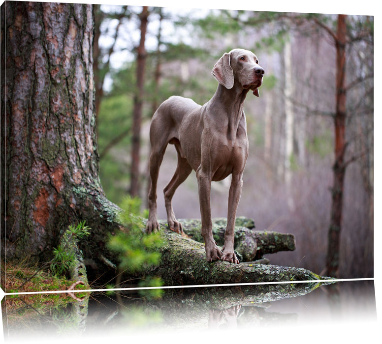Pixxprint Edler Weimaraner im Wald, Leinwandbild