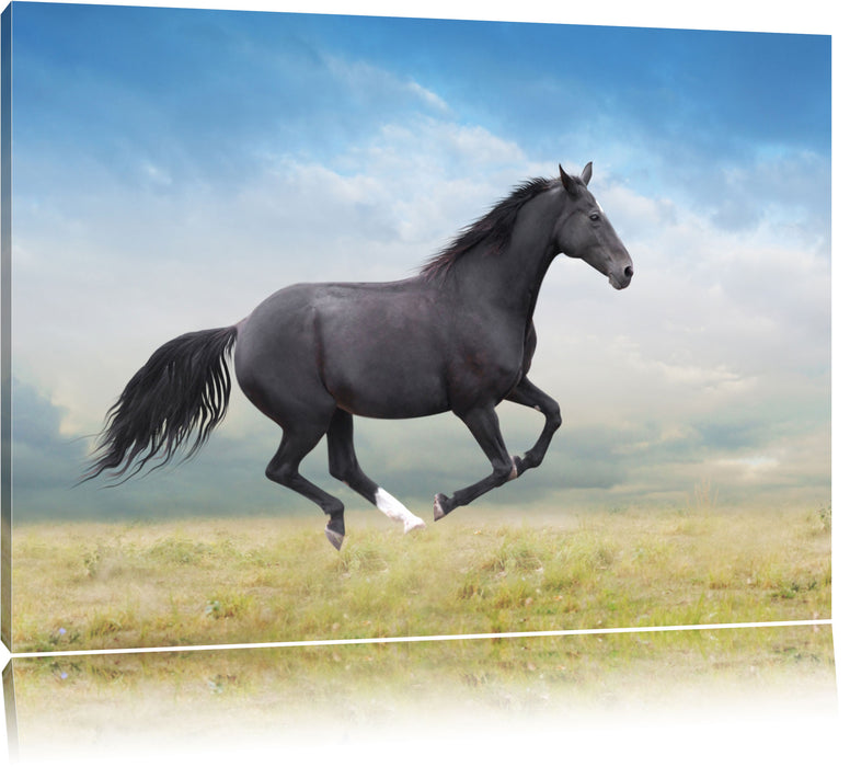 Pixxprint Edler schwarzer Hengst auf Wiese, Leinwandbild