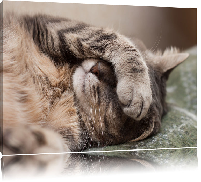 Pixxprint Schüchterne niedliche Katze, Leinwandbild