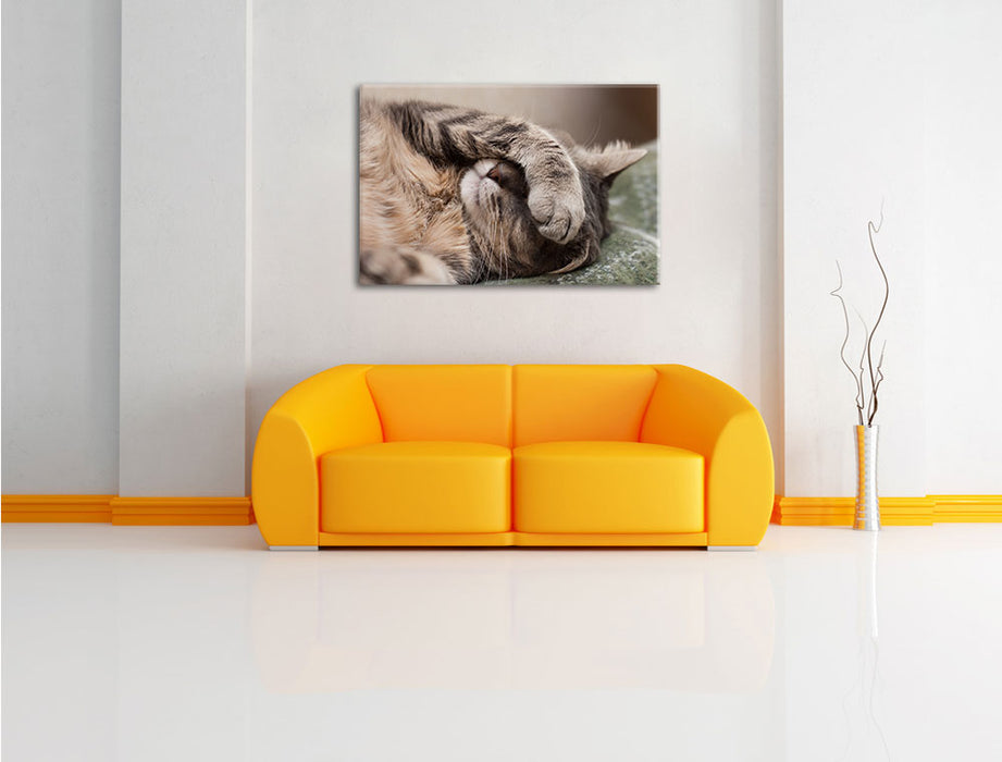 Schüchterne niedliche Katze Leinwandbild über Sofa