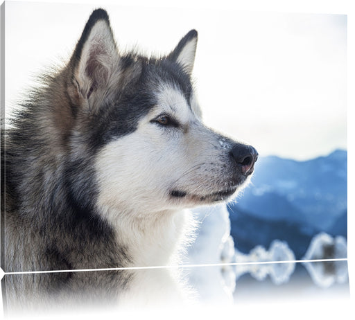 Süßer Husky im Schnee Leinwandbild