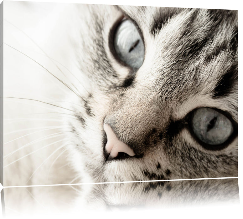 Pixxprint Große Katzenaugen, Leinwandbild