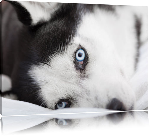 Husky mit Eisblauen Augen im Bett Leinwandbild