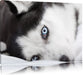 Husky mit Eisblauen Augen im Bett Leinwandbild