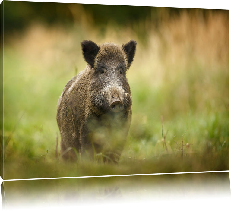 Pixxprint Stolzes Wildschwein im Wald, Leinwandbild