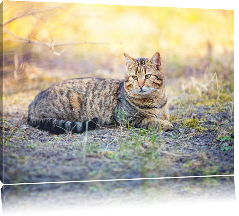 Pixxprint Ruhende Katze im Wald, Leinwandbild