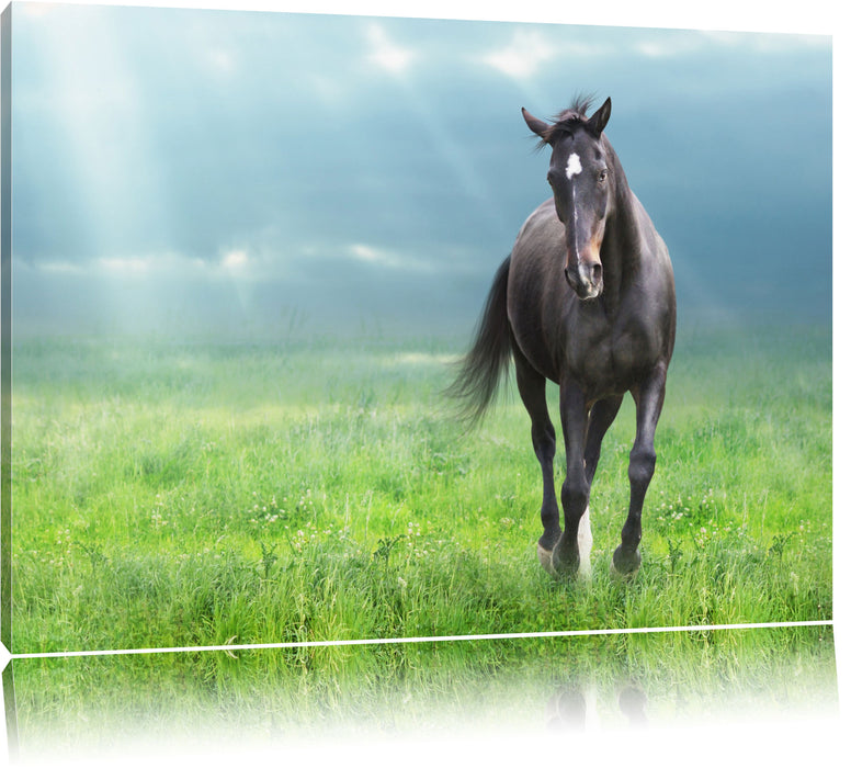 Pixxprint Hengst auf Wiese, Leinwandbild