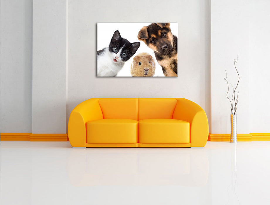 Trio Hund Katze Meerschwein Leinwandbild über Sofa