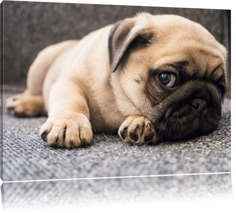 Pixxprint Süßer Mops auf Teppich, Leinwandbild