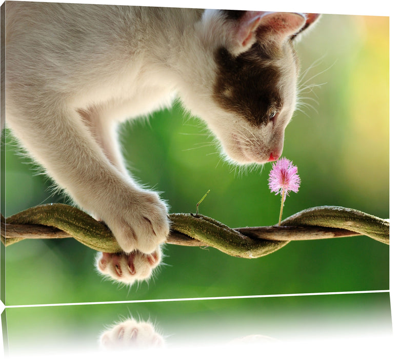 Pixxprint Süßes Käzchen mit Blüte, Leinwandbild