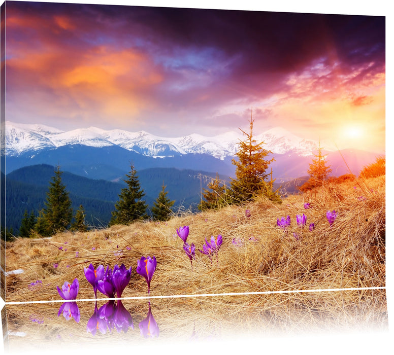 Pixxprint Krokusse auf Hochalmwiese in Alpen, Leinwandbild