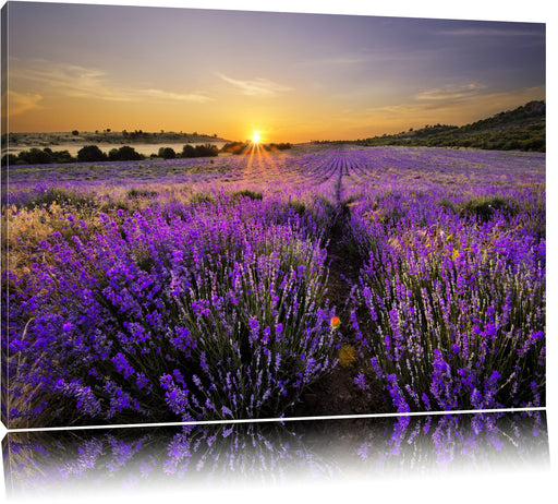 Lavendelfeld in Frankreich Leinwandbild