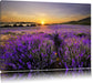 Lavendelfeld in Frankreich Leinwandbild