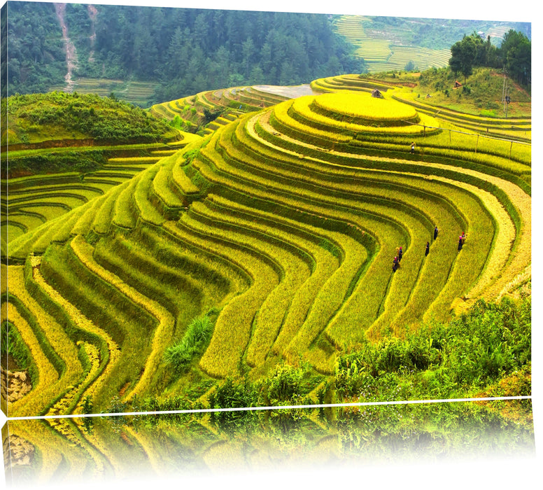 Reisplantagen Treppenfelder Leinwandbild