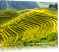 Reisplantagen Treppenfelder Leinwandbild